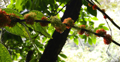 Urera caracasana