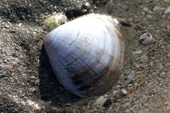Mactra stultorum