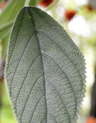 Urera caracasana