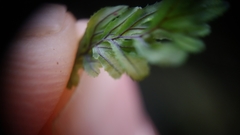 Hymenophyllum wilsonii