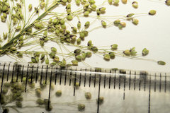 Dichanthelium polyanthes