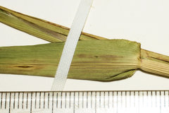 Dichanthelium polyanthes