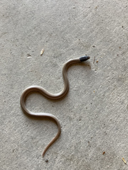 Tantilla hobartsmithi