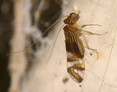 Pentacladus eucalypti