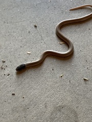 Tantilla hobartsmithi