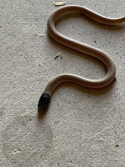 Tantilla hobartsmithi