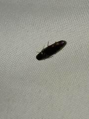 Conoderus semimarginatus