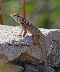 Tropidurus etheridgei