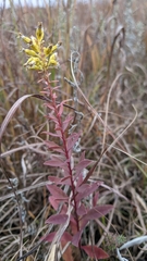 Solidago speciosa rigidiuscula