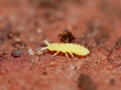 Onychiuroidea