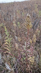 Solidago speciosa rigidiuscula