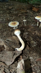 Psilocybe cubensis