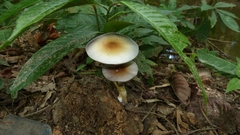 Psilocybe cubensis