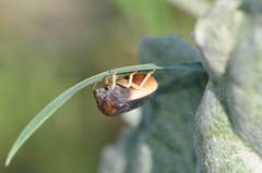 Ventocoris rusticus