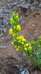 Calceolaria thyrsiflora