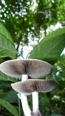 Psilocybe cubensis