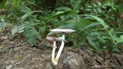 Psilocybe cubensis