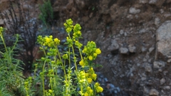 Calceolaria thyrsiflora