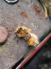 Megalopyge vulpina