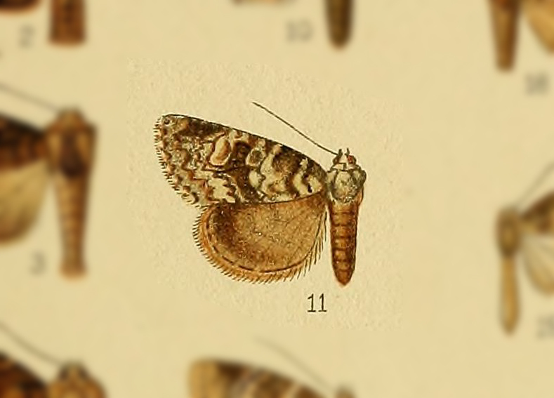 Cryphia albiclava