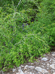 Acer glabrum glabrum