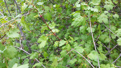 Acer glabrum glabrum