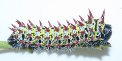 Gonimbrasia zambesina