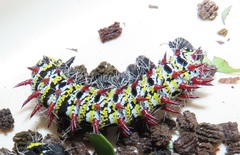 Gonimbrasia zambesina