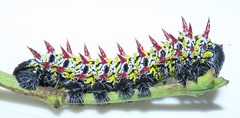 Gonimbrasia zambesina