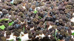 Gonimbrasia zambesina