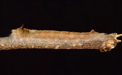 Leipoxais peraffinis