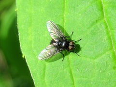 Anthomyiopsis nigrisquamata