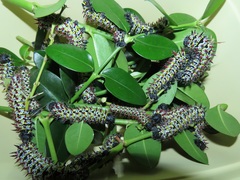 Gonimbrasia zambesina