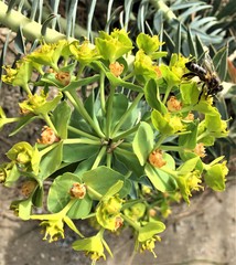 Euphorbia rigida