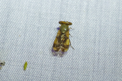 Dasymetopa ochracea