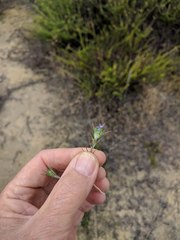 Eriastrum filifolium