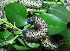 Gonimbrasia zambesina