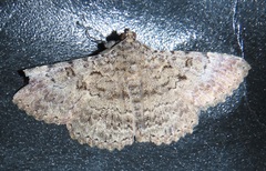 Polydesma umbricola
