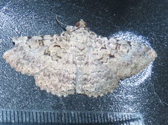 Polydesma umbricola