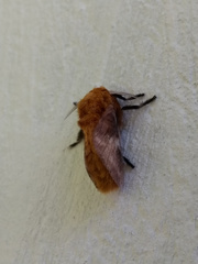 Megalopyge vulpina