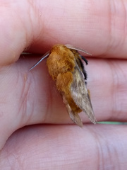 Megalopyge vulpina