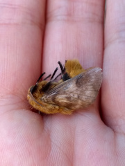 Megalopyge vulpina