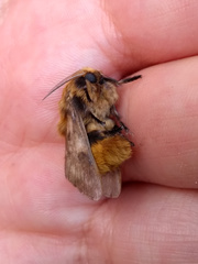 Megalopyge vulpina