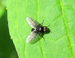 Anthomyiopsis nigrisquamata