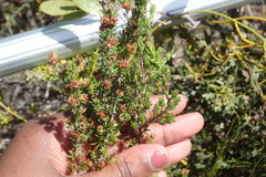 Erica glumiflora