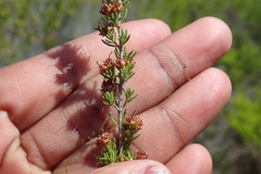 Erica glumiflora