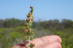 Erica glumiflora