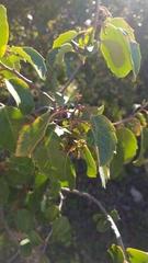 Azara petiolaris