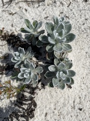 Chrysopsis gossypina