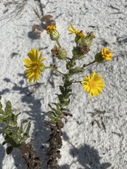 Chrysopsis gossypina